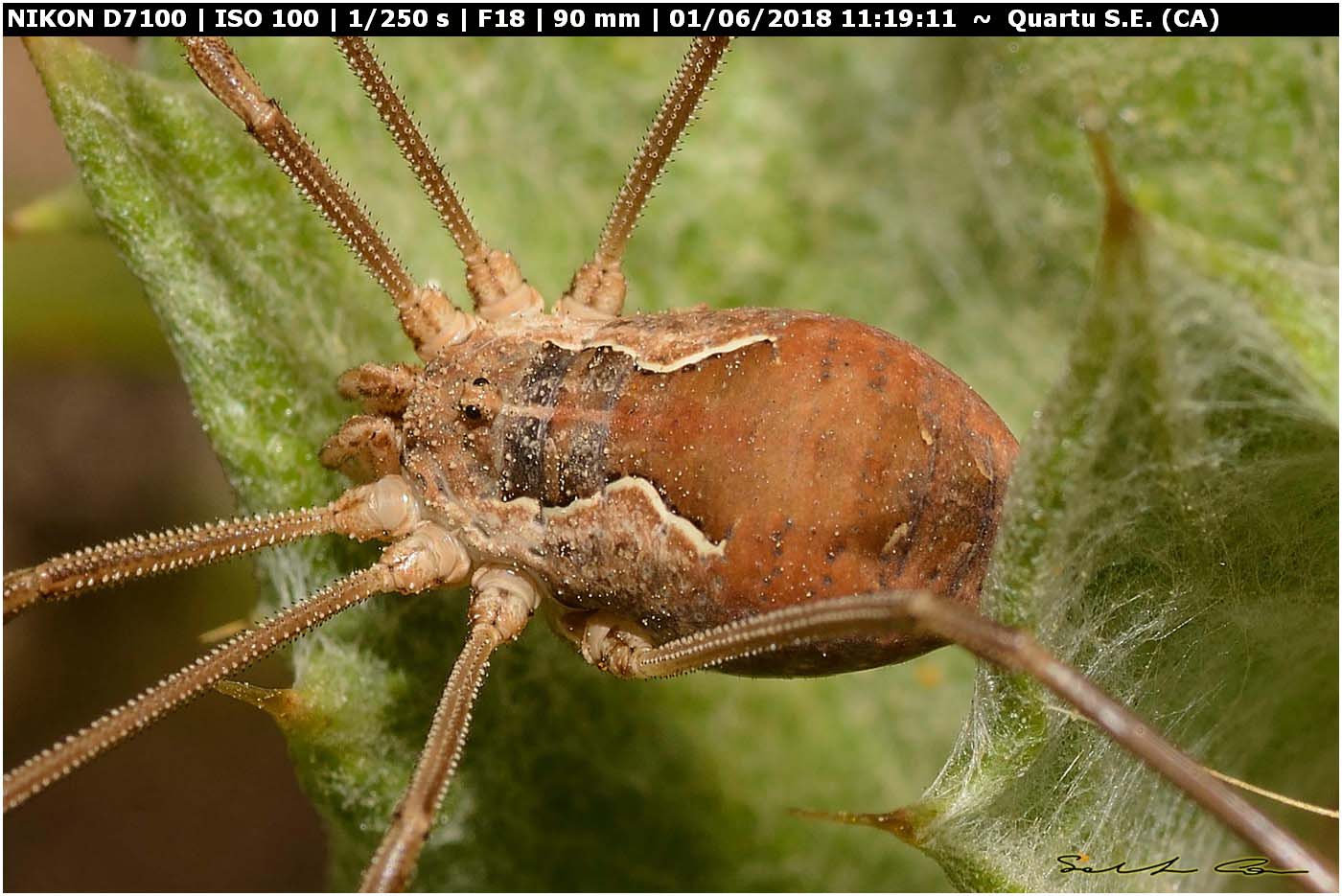 Metaphalangium cirtanum (C.L.Koch 1839) Phalangiidae. Variabilit del pattern